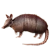 Item armadillo 01