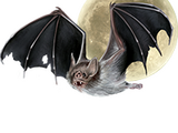 Vampire Bat