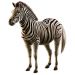 Item burchellszebra 01
