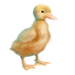 Item duckling 01