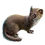Least Weasel
