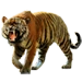 Item bengaltiger 01