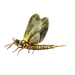 Item mayfly 01