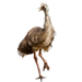 Item emu 01