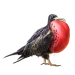 Item frigatebird 01