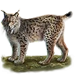 Item iberianlynx 01