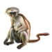 Item redcolobusmonkey 01
