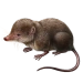 Item eurasianwatershrew 01