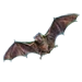 Item kerivoulakachinensis 01
