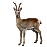 Tibetan Gazelle Mafia Wars Wiki Fandom