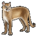 Item Cougar 01