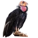 Item californiacondor 01