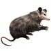 Item opposum 01