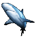Reef Shark