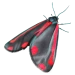 Item cinnabarmoth 01