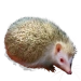 Item hughshedgehog 01