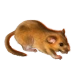 Item hazeldormouse 01