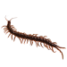 Item centipede 01