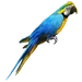 Item golden parrot 01
