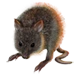 Item bettong 01