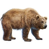 Ussuri brown bear - Wikipedia