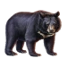 Item asianblackbear 01