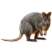 Item pademelon 01