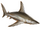 Sandbar Shark