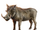 African Boar