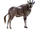 Beisa Oryx