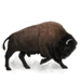 Item bison 01