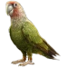 Item capeparrot 01