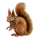 Item red squirrel 01