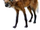 Maned Wolf