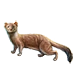 Item stoatally weasel 01