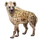 Item laughinghyena 01