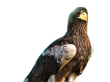 Steller's Sea Eagle
