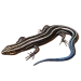 Item five-linedskink 01