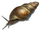 Mud Snail