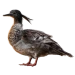 Item brazilianmerganser 01