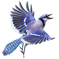 Blue Jay png images