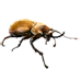 Item rhinocerousbeetle 01