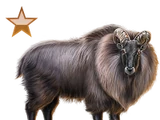 Himalayan Tahr