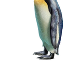 King Penguin