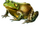 American Bullfrog