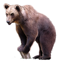 Marsican brown bear - Wikipedia