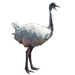 Item albino ostrich 01
