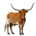 Item longhornsteer 01