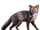 Darwin's Fox