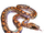 Rainbow Boa